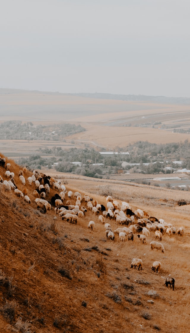 A shepherd's flock in Bucovina