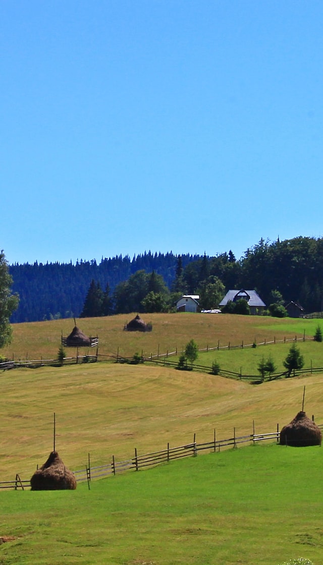 Hay bales at rest, Bucovina